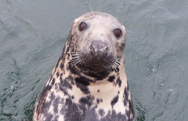 grey-seal