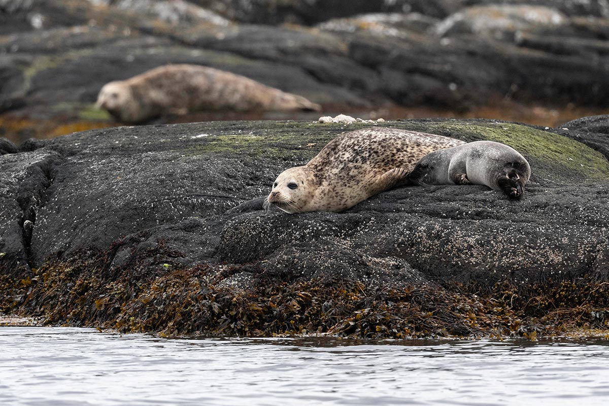 islay-sea-adventure-wildlife-trip