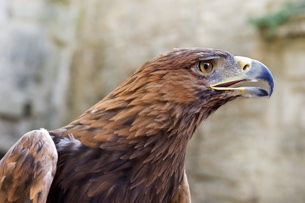 golden-eagle