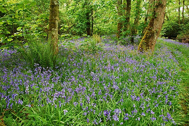 bridgend-woods-walk