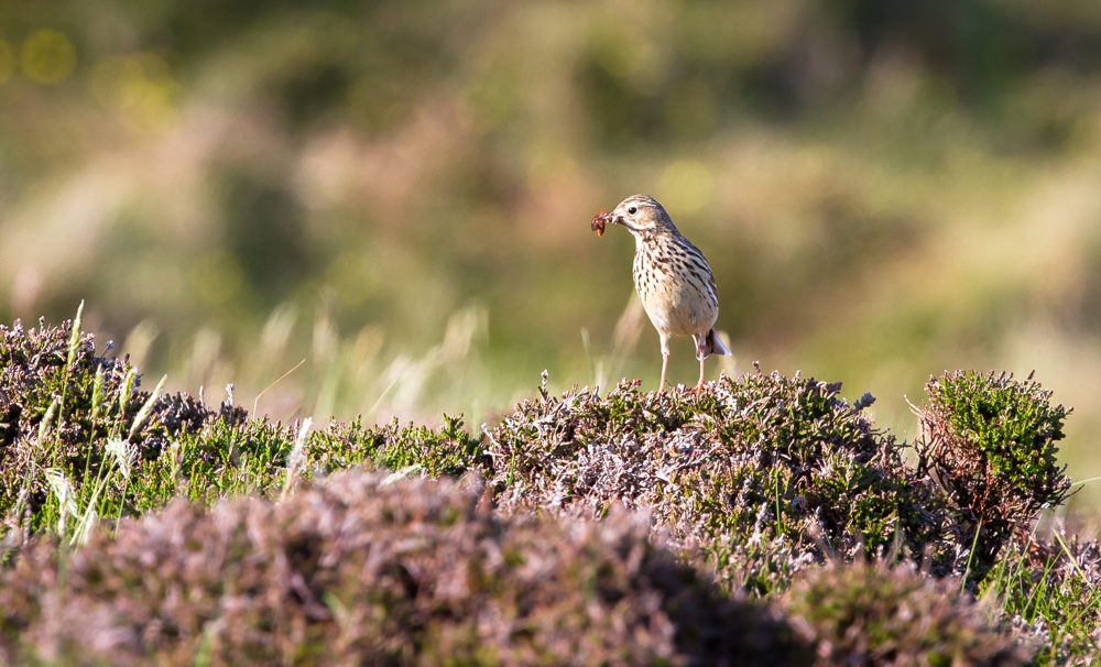 islay-dry-heath