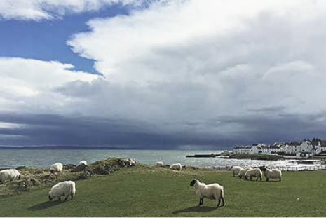 A photo of sheep in a field on the coast.