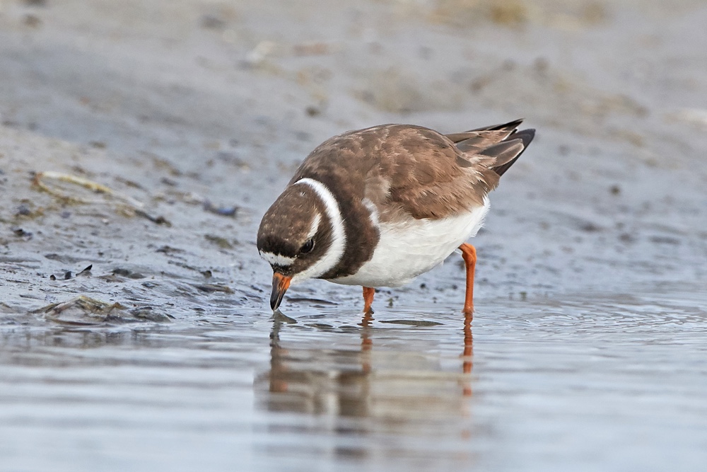ringed plover ringed-plover