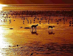 Roe deer, Loch Gruinart