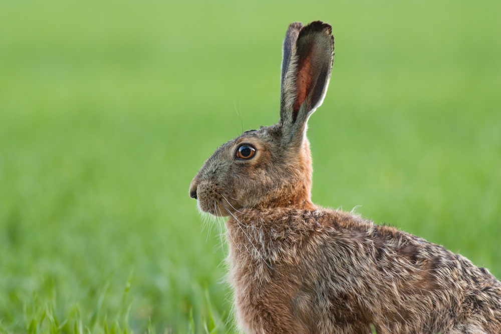 brown-hare