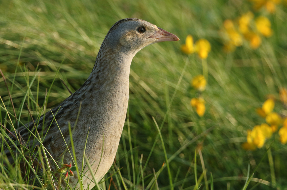 corncrake