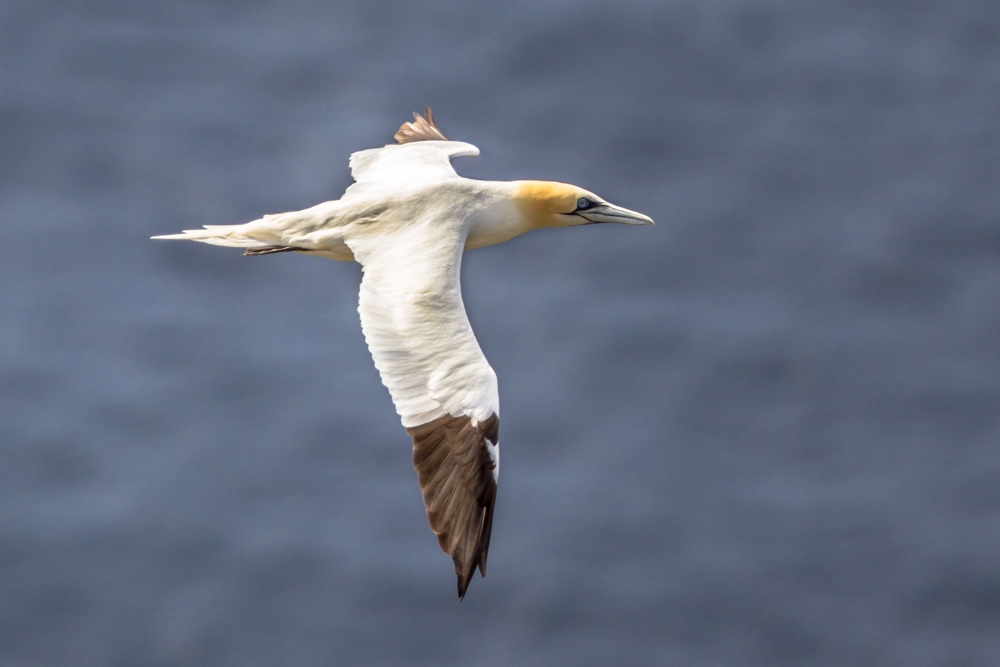 northern-gannet