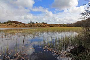 lilly-loch-walk