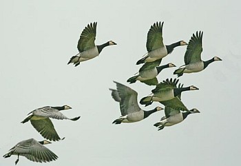 barnacle geese barnacle-geese