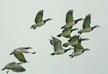 barnacle-geese