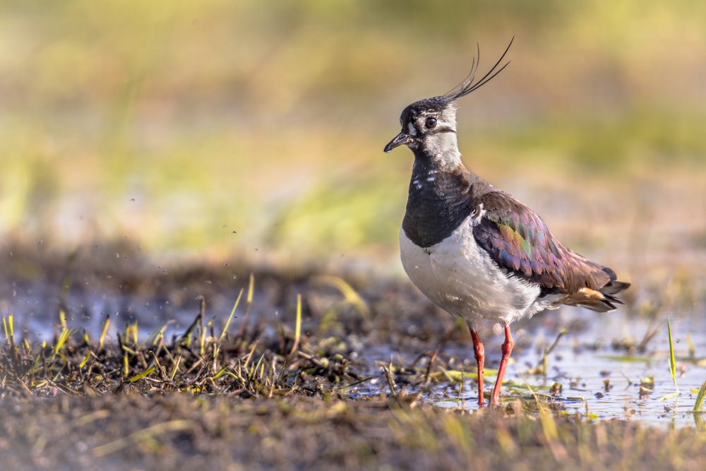 lapwing