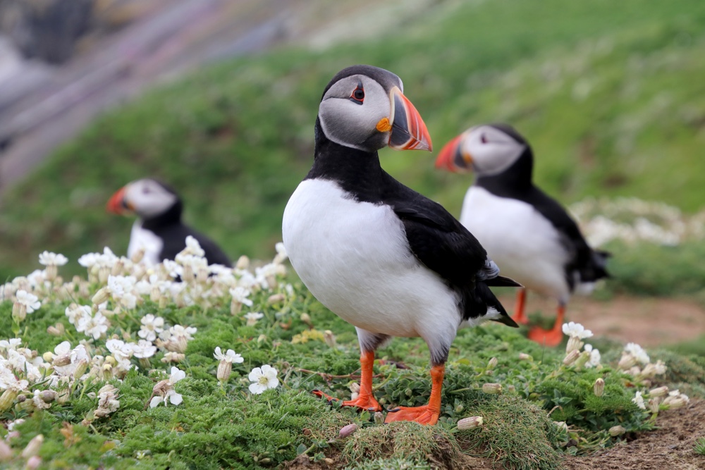 puffins puffins