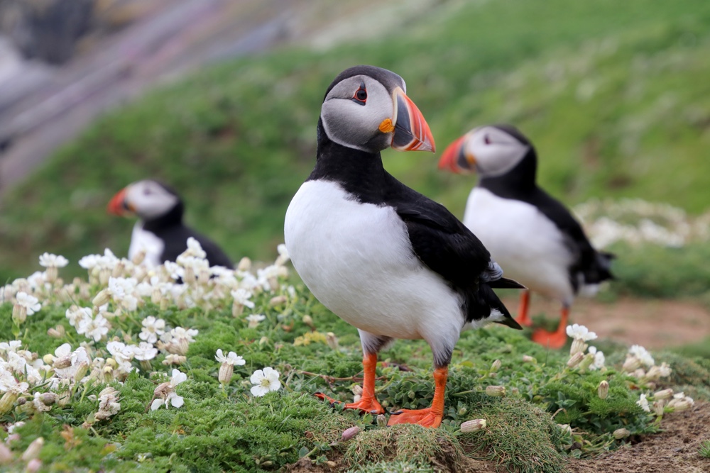 puffins