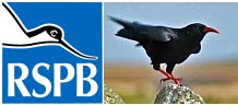 RSPB Chough