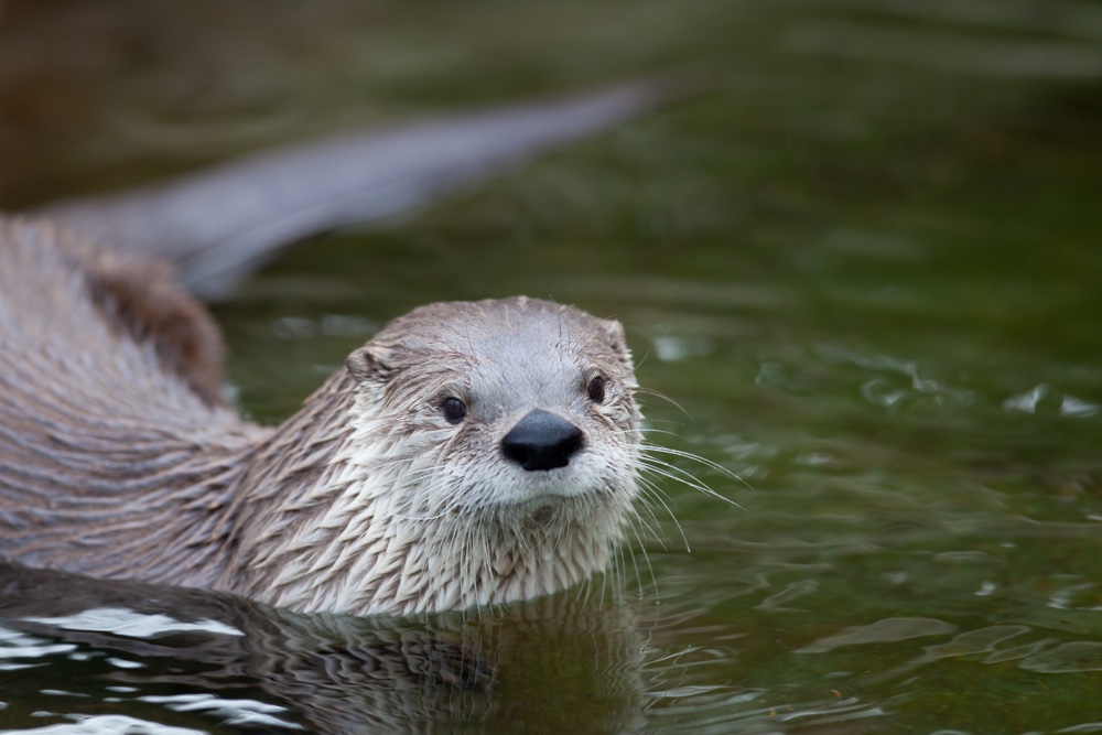 european-otter