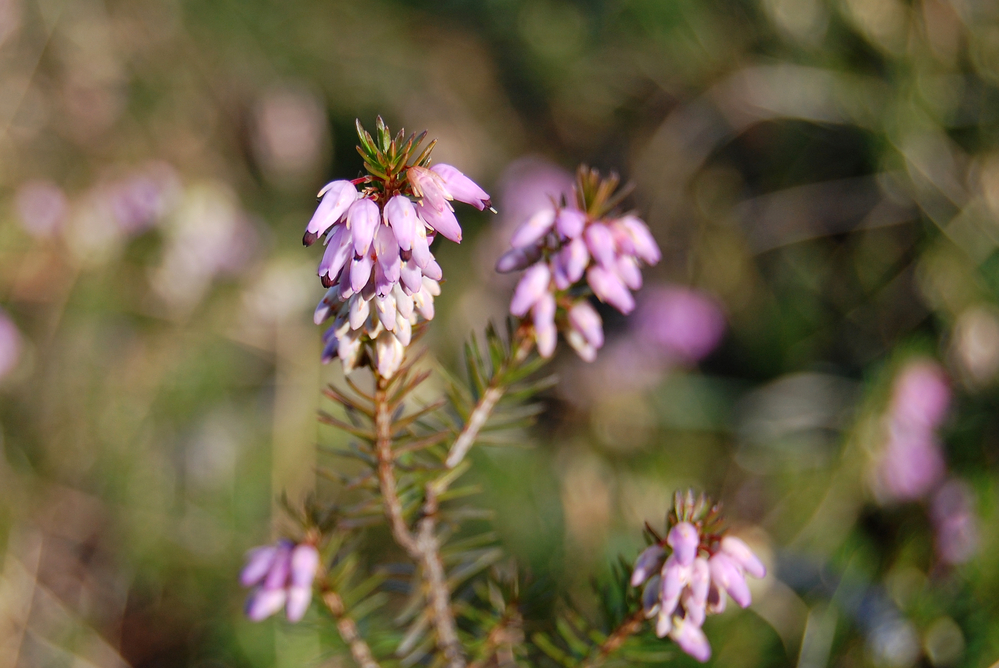 cross-leaved-heath