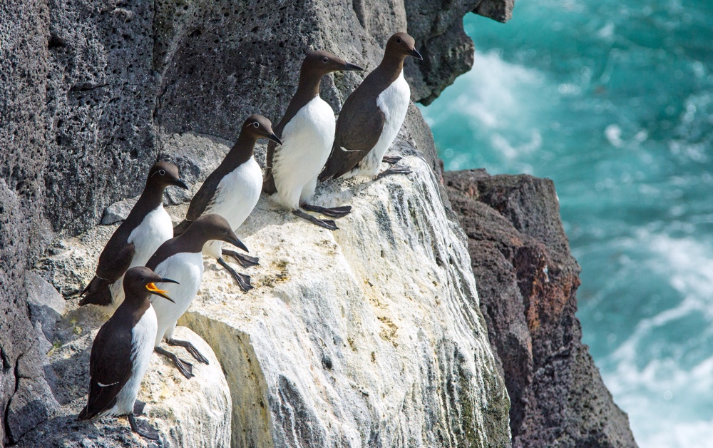 common guillemots common guillemots