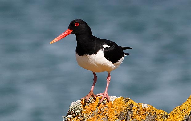 oystercatcher oystercatcher