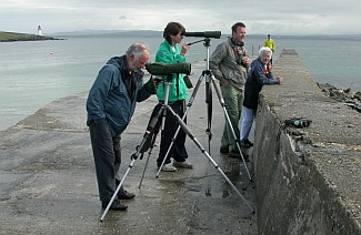 bird watching bird-watching