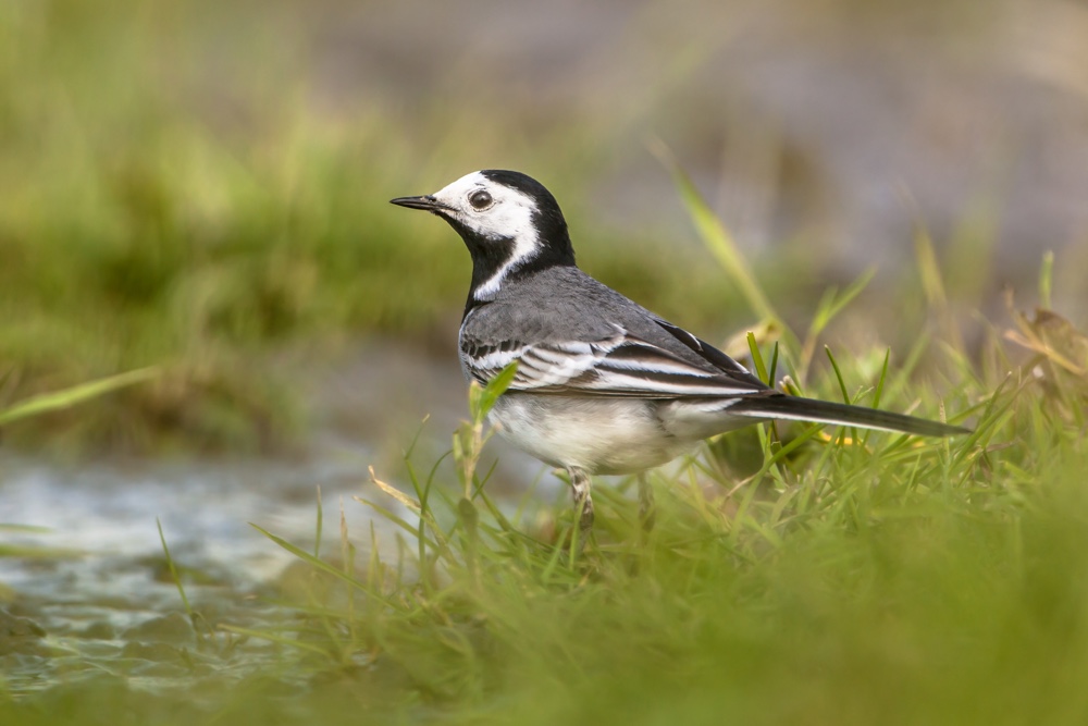 pied-wagtail