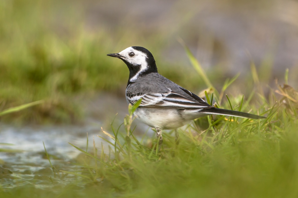 pied wagtail pied-wagtail