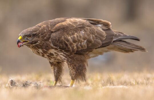 buzzard