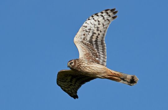 hen-harrier