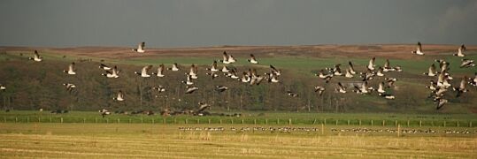 Geese on Loch Gruinart