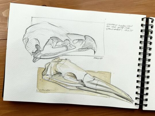 Eagle & gannet skulls