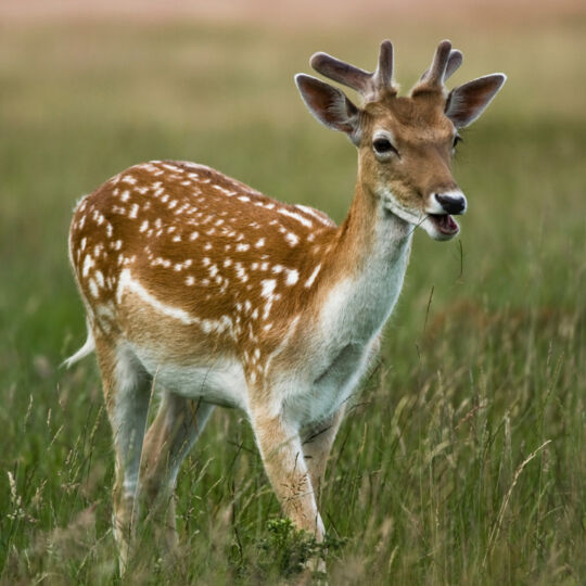 Deer image