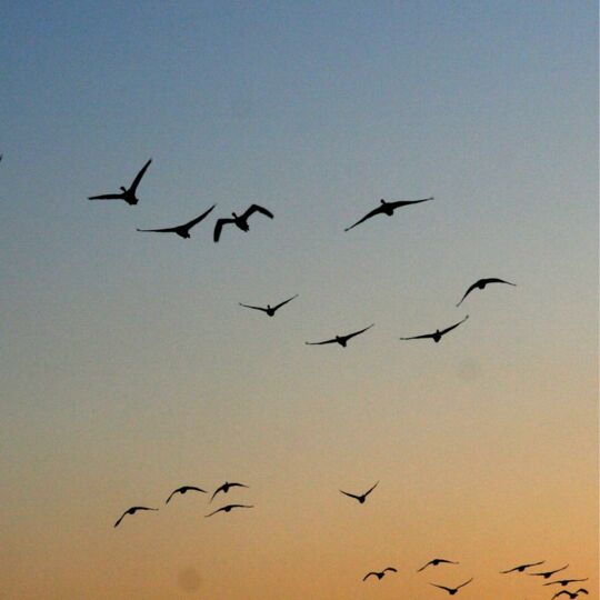 Islay wild geese